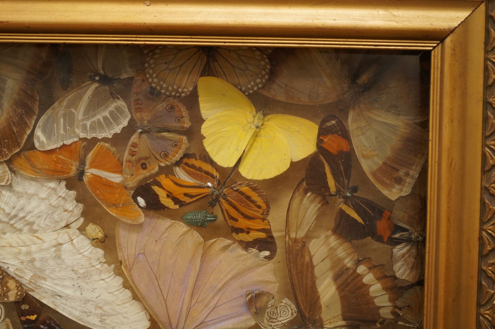 A Victorian taxidermy butterfly, moth and beetle display, contained within a shallow gilt framed cabinet, 52cm wide, 41.5cm high, 8cm deep